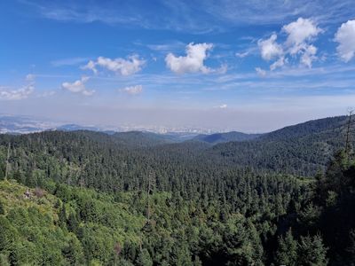 Desierto de los Leones National Park, CDMX: parada en “Planes con tu perro” (6)