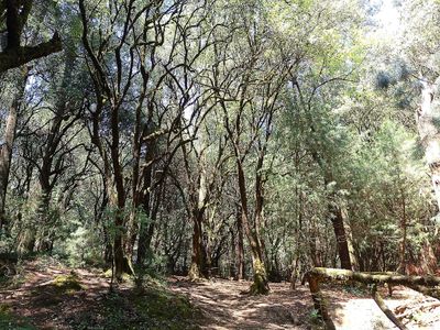 Desierto De Los Leones