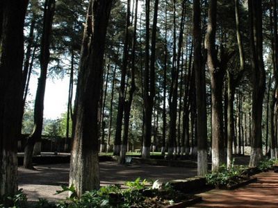 Desierto de los Leones National Park, CDMX: parada en “Planes con tu perro” (4)