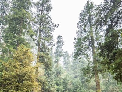Desierto de los Leones National Park, CDMX: parada en “Planes con tu perro” (3)