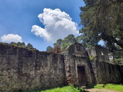Desierto de los Leones National Park, CDMX: parada en “Planes con tu perro” (3)